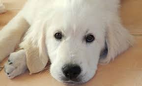 cute dog